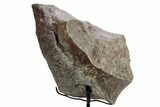 Fossil Sauropod Vertebra Section with Metal Stand - Colorado #363657-1